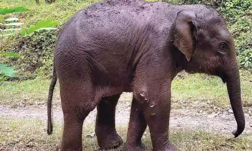 എസ്റ്റേറ്റിൽ കടുവ ആക്രമണത്തില്‍ കുട്ടിയാനക്ക് പരിക്ക്