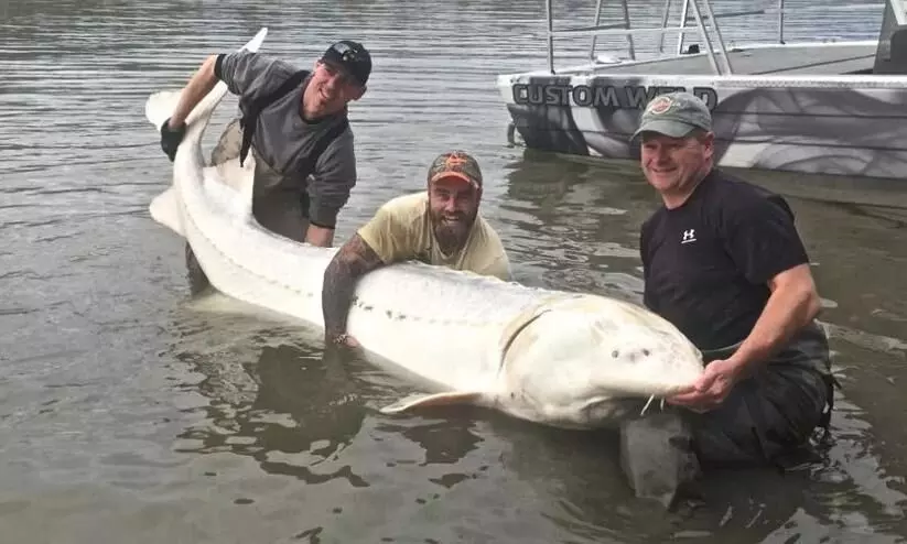 Rare Albino Sturgeon, Possibly the World’s Biggest, Caught
