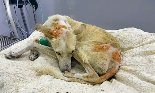 വെടിയേറ്റ്​ മരണാസന്നനായി ലക്കി; രക്തം നൽകാനെത്തിയത് അഞ്ചുനായ്ക്കൾ