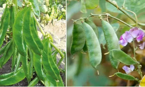 അമരപ്പയർ നടാൻ സമയമായി; പ്രോട്ടീൻ സമ്പന്നം, ഗുണങ്ങളേറെ