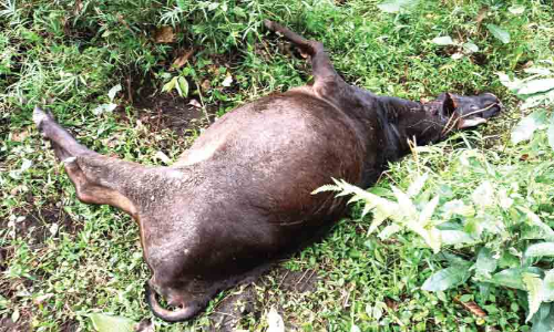 ചന്ദ്രോത്ത് വയലിൽ പശുവിനെ കടുവ കൊന്നു