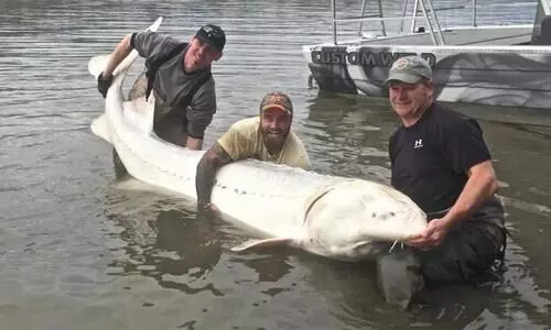 Rare Albino Sturgeon, Possibly the World’s Biggest, Caught