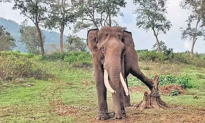 പാലപ്പിള്ളിയിലെ കാട്ടാനകളെ തുരത്താൻ കുങ്കി ആനകൾ വരും പാലപ്പിള്ളിയിലെ കാട്ടാനകളെ തുരത്താൻ കുങ്കി ആനകൾ വരും