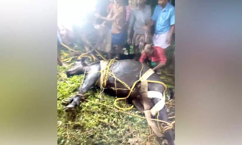 കിണറ്റിൽ വീണ പോത്തിനെ രക്ഷപ്പെടുത്തി കിണറ്റിൽ വീണ പോത്തിനെ രക്ഷപ്പെടുത്തി