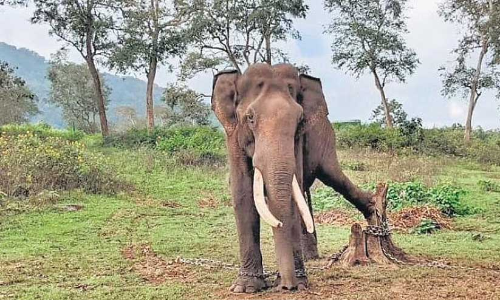 പാലപ്പിള്ളിയിലെ കാട്ടാനകളെ തുരത്താൻ കുങ്കി ആനകൾ വരും