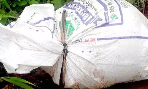 ചത്ത പോത്തുകുട്ടിയെ ചാക്കിലാക്കി റോഡിൽ തള്ളി