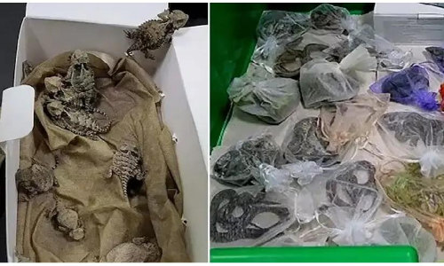 US Smuggler Caught With 60 Snakes, Lizards And Reptiles In His Pants