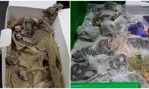 US Smuggler Caught With 60 Snakes, Lizards And Reptiles In His Pants