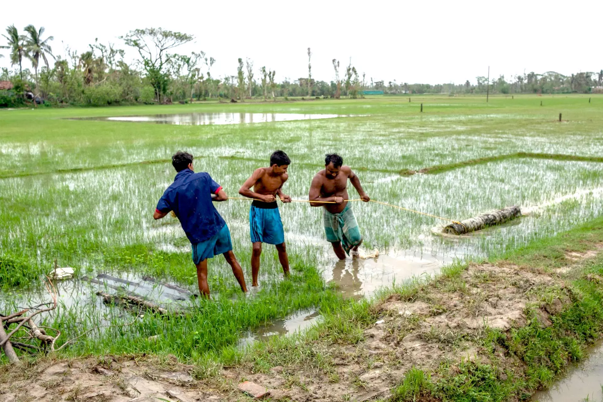 അം​ഫാ​ന്‍ കൊടുങ്കാറ്റിനെത്തുടർന്ന് കൃഷിയിടത്തിലേക്ക് വീണ മരങ്ങൾ നീക്കുന്നു