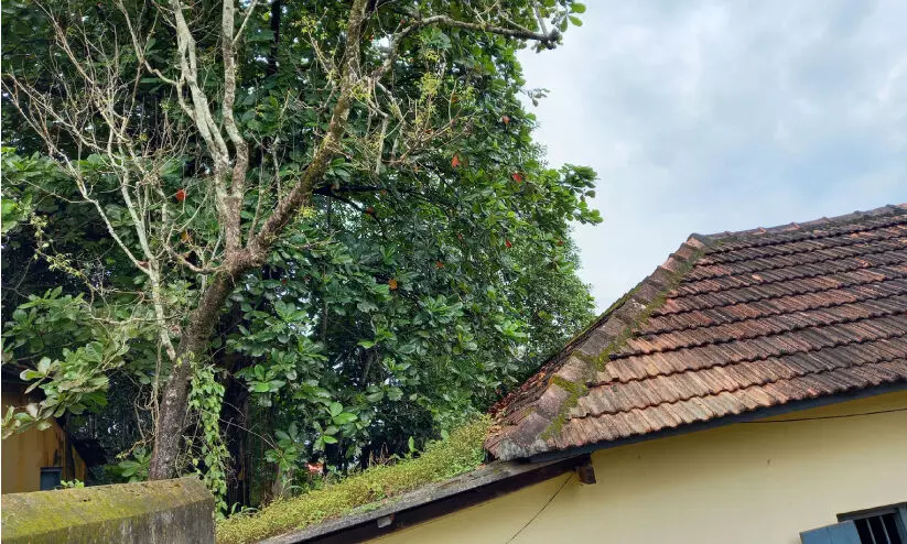 മൃഗാശുപത്രി കെട്ടിടത്തിന് ഭീഷണിയായി പാഴ് മരങ്ങൾ മൃഗാശുപത്രി കെട്ടിടത്തിന് ഭീഷണിയായി പാഴ് മരങ്ങൾ