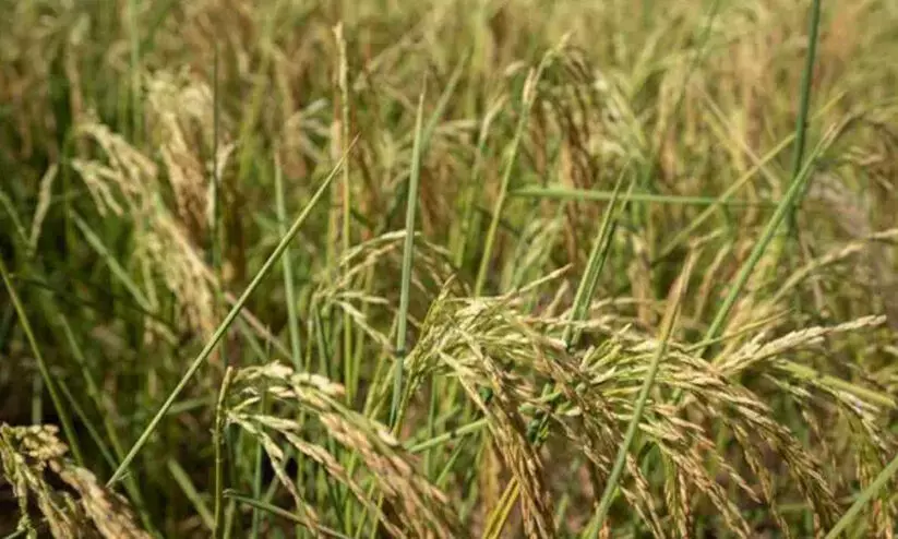 വരൾച്ച; കൃത്രിമ മഴ പെയ്യിപ്പിക്കാൻ തയ്യാറെടുത്ത് ചൈന