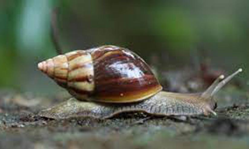 വടശ്ശേരിക്കരയിൽ ആഫ്രിക്കൻ ഒച്ച് പെരുകുന്നു