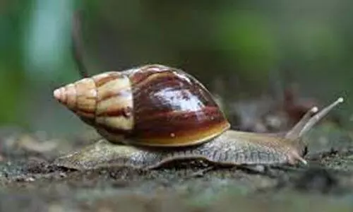 വടശ്ശേരിക്കരയിൽ ആഫ്രിക്കൻ ഒച്ച് പെരുകുന്നു