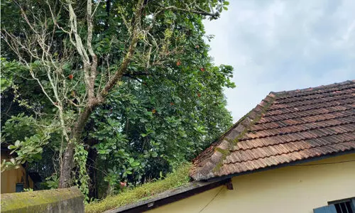 മൃഗാശുപത്രി കെട്ടിടത്തിന് ഭീഷണിയായി പാഴ് മരങ്ങൾ