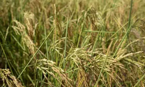 വരൾച്ച; കൃത്രിമ മഴ പെയ്യിപ്പിക്കാൻ തയ്യാറെടുത്ത് ചൈന