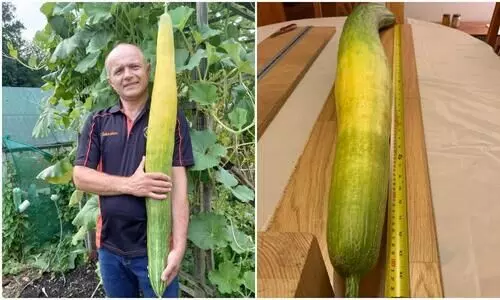 ഇത് പടവലങ്ങയല്ല; നീളത്തിൽ ഗിന്നസ് റെക്കോർഡിട്ട വെള്ളരിക്ക, സ്വദേശം ഇംഗ്ലണ്ട്