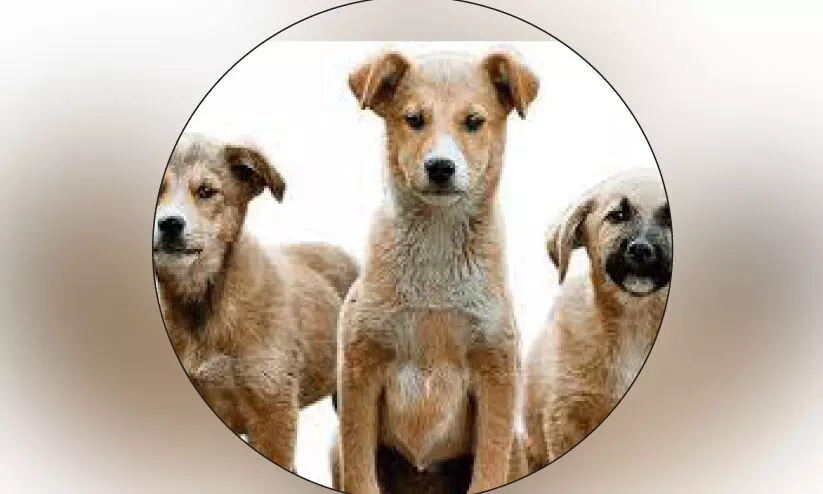 വള്ളിക്കുന്നിൽ തെരുവ് നായ് പ്രജനന നിയന്ത്രണത്തിന് പദ്ധതി