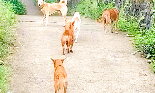 യാത്രക്കാർക്ക് ഭീഷണിയായി ഇടമുറിയിൽ തെരുവുനായ്​ക്കൾ