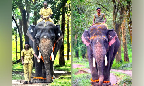 പാലപ്പിള്ളിയിലെ കാട്ടാനകളെ തുരത്താൻ കുങ്കി ആനകൾ വരുന്നു