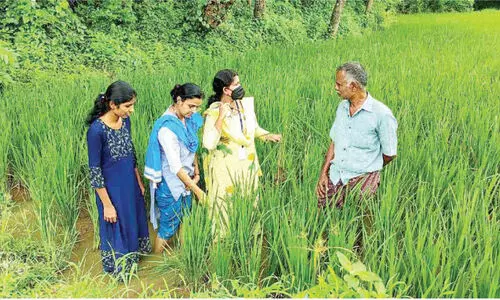 ആലത്തൂരിൽ നെല്ലിൽ ചിലന്തി മണ്ഡരിബാധ; ആശങ്കയിൽ കർഷകർ