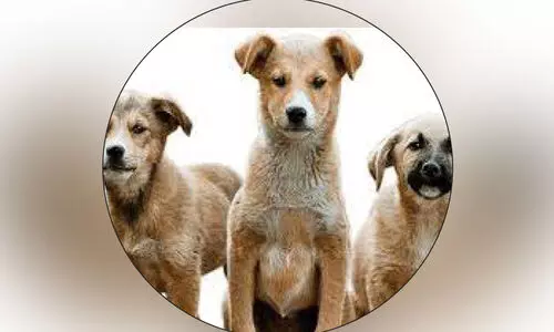 വള്ളിക്കുന്നിൽ തെരുവ് നായ് പ്രജനന നിയന്ത്രണത്തിന് പദ്ധതി