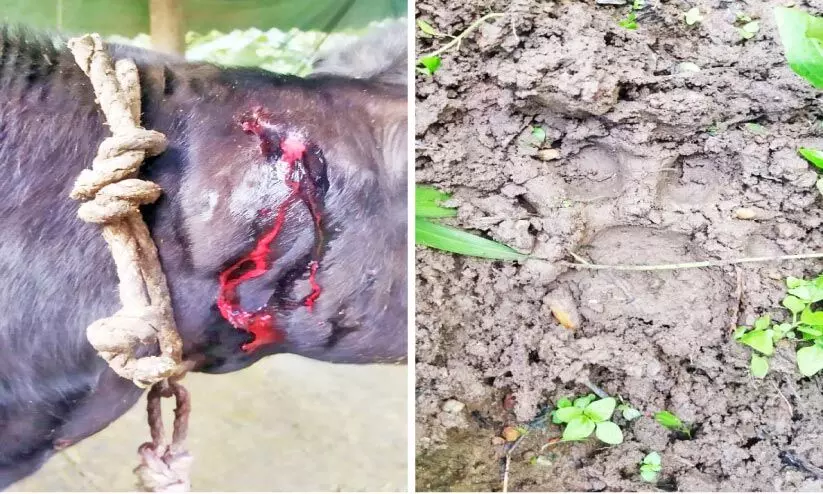 വയനാട്ടിൽ കടുവയുടെ ആക്രമണം തുടരുന്നു; പൊറുതിമുട്ടി ജനം വയനാട്ടിൽ കടുവയുടെ ആക്രമണം തുടരുന്നു; പൊറുതിമുട്ടി ജനം