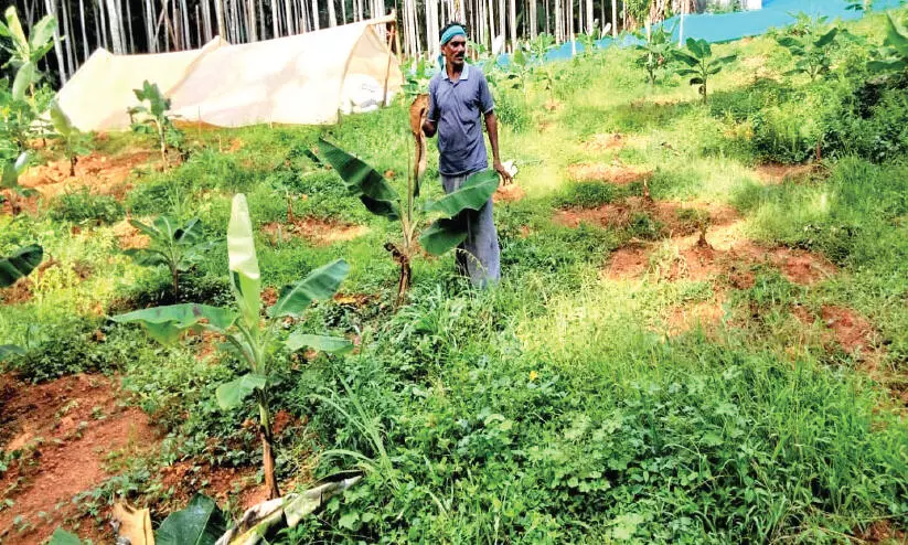 പന്നിശല്യത്തിൽ പൊറുതിമുട്ടി ചീക്കോട്ടെ കർഷകർ