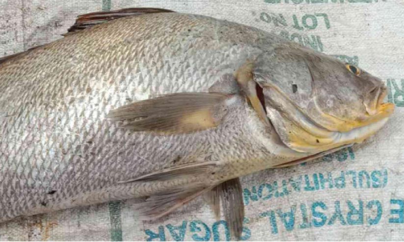 ഗോല് മീന് ഗോല് മീന്