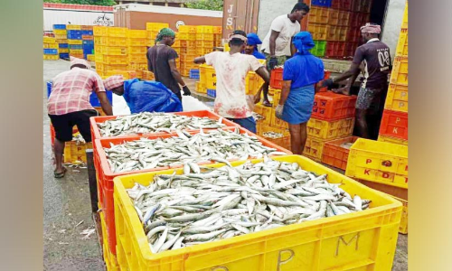 കടൽനിറയെ മത്തി; പിടിക്കുന്നതിൽ കരുതൽ വേണം