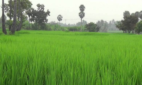 പമ്പിങ്​ നേർമയുടെ പേരിൽ പാടശേഖരങ്ങളിൽ വൻ​കൊള്ള