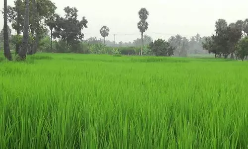 പമ്പിങ്​ നേർമയുടെ പേരിൽ പാടശേഖരങ്ങളിൽ വൻ​കൊള്ള