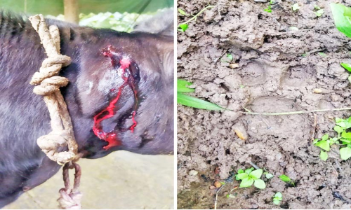 വയനാട്ടിൽ കടുവയുടെ ആക്രമണം തുടരുന്നു;  പൊ​റു​തി​മു​ട്ടി ജ​നം