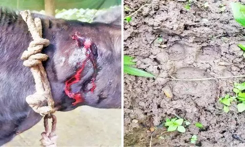 വയനാട്ടിൽ കടുവയുടെ ആക്രമണം തുടരുന്നു; പൊറുതിമുട്ടി ജനം വയനാട്ടിൽ കടുവയുടെ ആക്രമണം തുടരുന്നു; പൊറുതിമുട്ടി ജനം