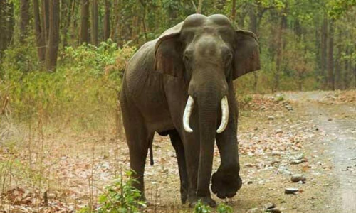 ഭക്ഷണത്തിന് നാട്ടിലിറങ്ങില്ല കാട്ടിലൊരുക്കും, കാട്ടാനക്ക് ഭക്ഷണം