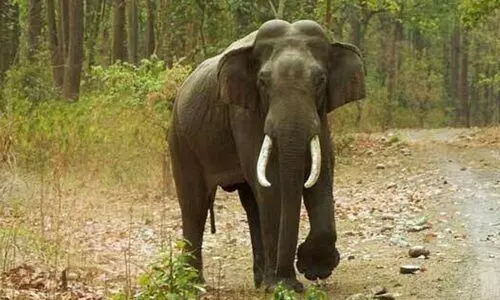 കാസർകോട് ജില്ലയിൽ കാട്ടാനശല്യത്തിൽ വിളനാശം; കലക്ടർ വിശദീകരണം തേടി