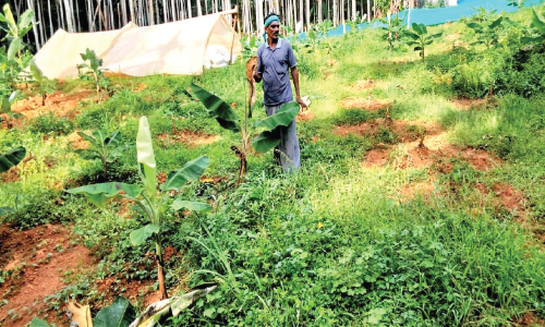 പന്നിശല്യത്തിൽ പൊറുതിമുട്ടി ചീക്കോട്ടെ കർഷകർ