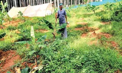 പന്നിശല്യത്തിൽ പൊറുതിമുട്ടി ചീക്കോട്ടെ കർഷകർ