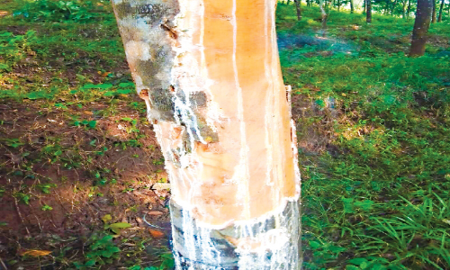 വന്യമൃഗ ശല്യം രൂക്ഷം; മൂത്തേടത്തെ കര്‍ഷകര്‍ ദുരിതത്തില്‍