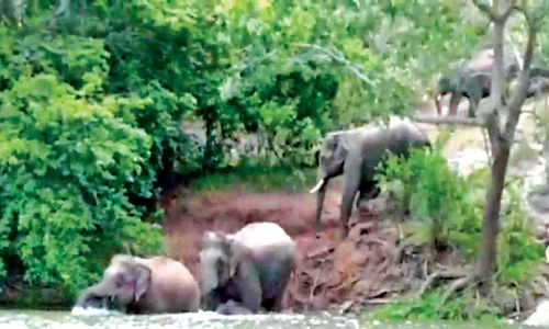അവസാനമില്ലാതെ കാട്ടാനശല്യം പൊറുതിമുട്ടി അട്ടപ്പാടിക്കാർ