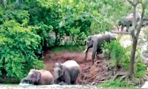 അവസാനമില്ലാതെ കാട്ടാനശല്യം പൊറുതിമുട്ടി അട്ടപ്പാടിക്കാർ
