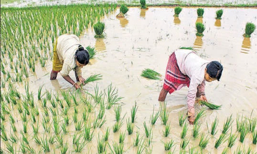 ഇന്ത്യയിൽ ഇത്തവണ ഭക്ഷ്യോൽപ്പാദനം കുറയും- കേന്ദ്ര കൃഷി മന്ത്രാലയം