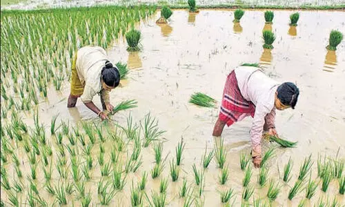 ഇന്ത്യയിൽ ഇത്തവണ ഭക്ഷ്യോൽപ്പാദനം കുറയും- കേന്ദ്ര കൃഷി മന്ത്രാലയം