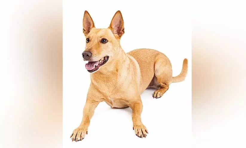 മേലാക്കത്ത് തെരുവുനായ് ആക്രമണം മേലാക്കത്ത് തെരുവുനായ് ആക്രമണം