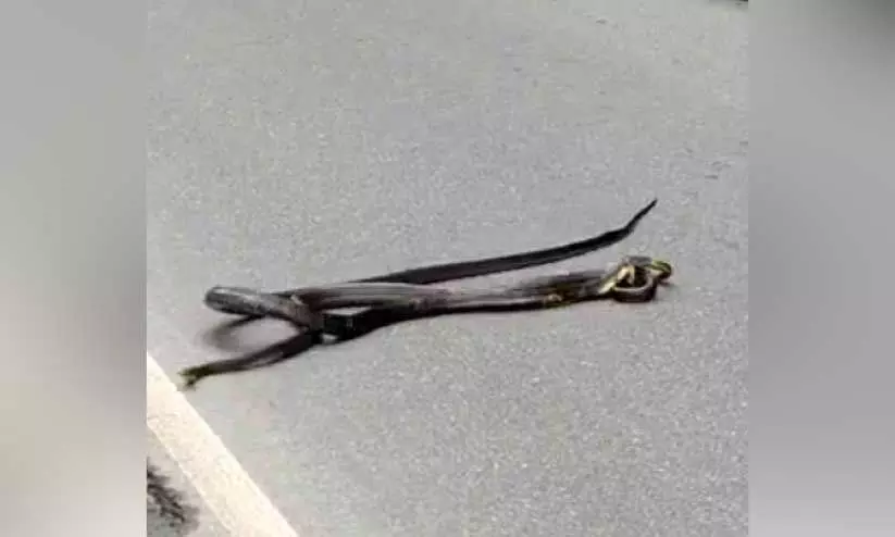 പട്ടാപ്പകൽ ദേശീയപാതയിൽ വില്ലനായി രാജവെമ്പാല പട്ടാപ്പകൽ ദേശീയപാതയിൽ വില്ലനായി രാജവെമ്പാല