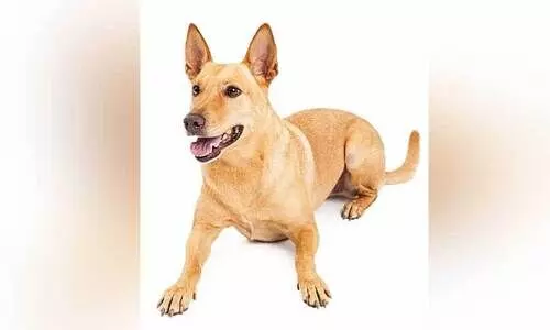 മേലാക്കത്ത് തെരുവുനായ് ആക്രമണം