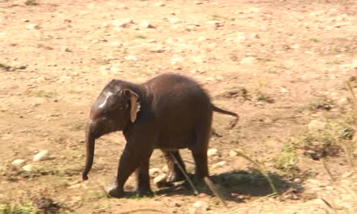 പുഴകടക്കുമ്പോൾ ഒഴുക്കിൽപെട്ട ആനക്കുട്ടിയെ വനപാലകർ രക്ഷപ്പെടുത്തി
