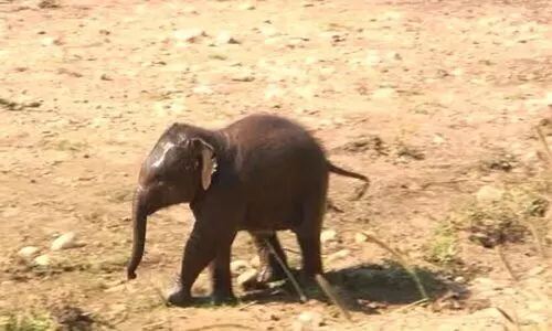 പുഴകടക്കുമ്പോൾ ഒഴുക്കിൽപെട്ട ആനക്കുട്ടിയെ വനപാലകർ രക്ഷപ്പെടുത്തി