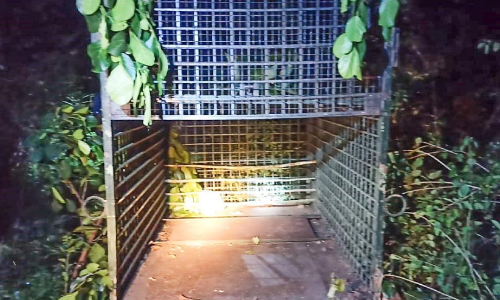 രാത്രി കടുവകളുടെ വിഹാരം; കൂടും കാമറയും കാഴ്ചവസ്തു