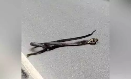 പട്ടാപ്പകൽ ദേശീയപാതയിൽ വില്ലനായി രാജവെമ്പാല