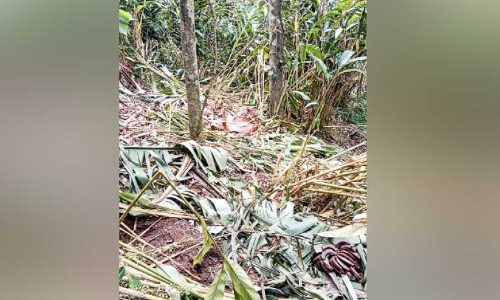 ജനവാസ മേഖലയിൽ കാട്ടാന ആക്രമണം